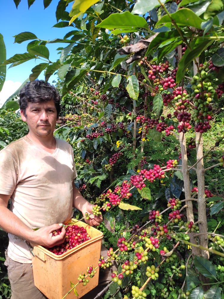 Cedros%20Café
