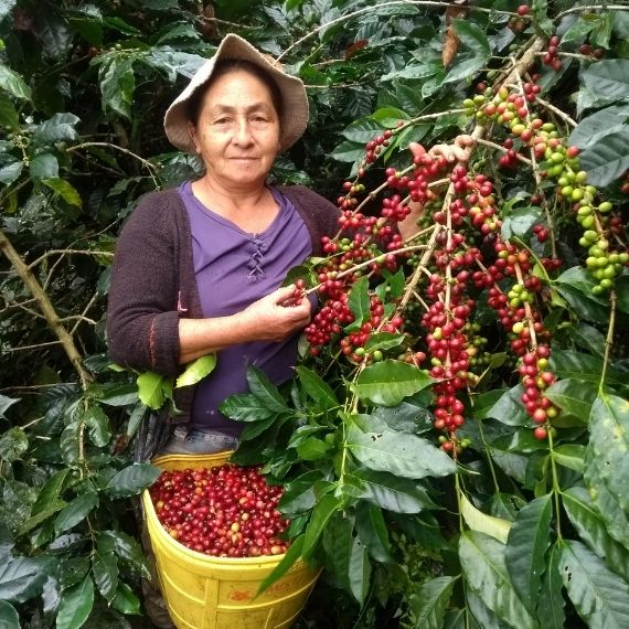 Cedros Café