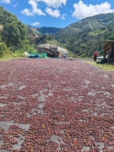 Cafe natural Finca Sr Aristeres