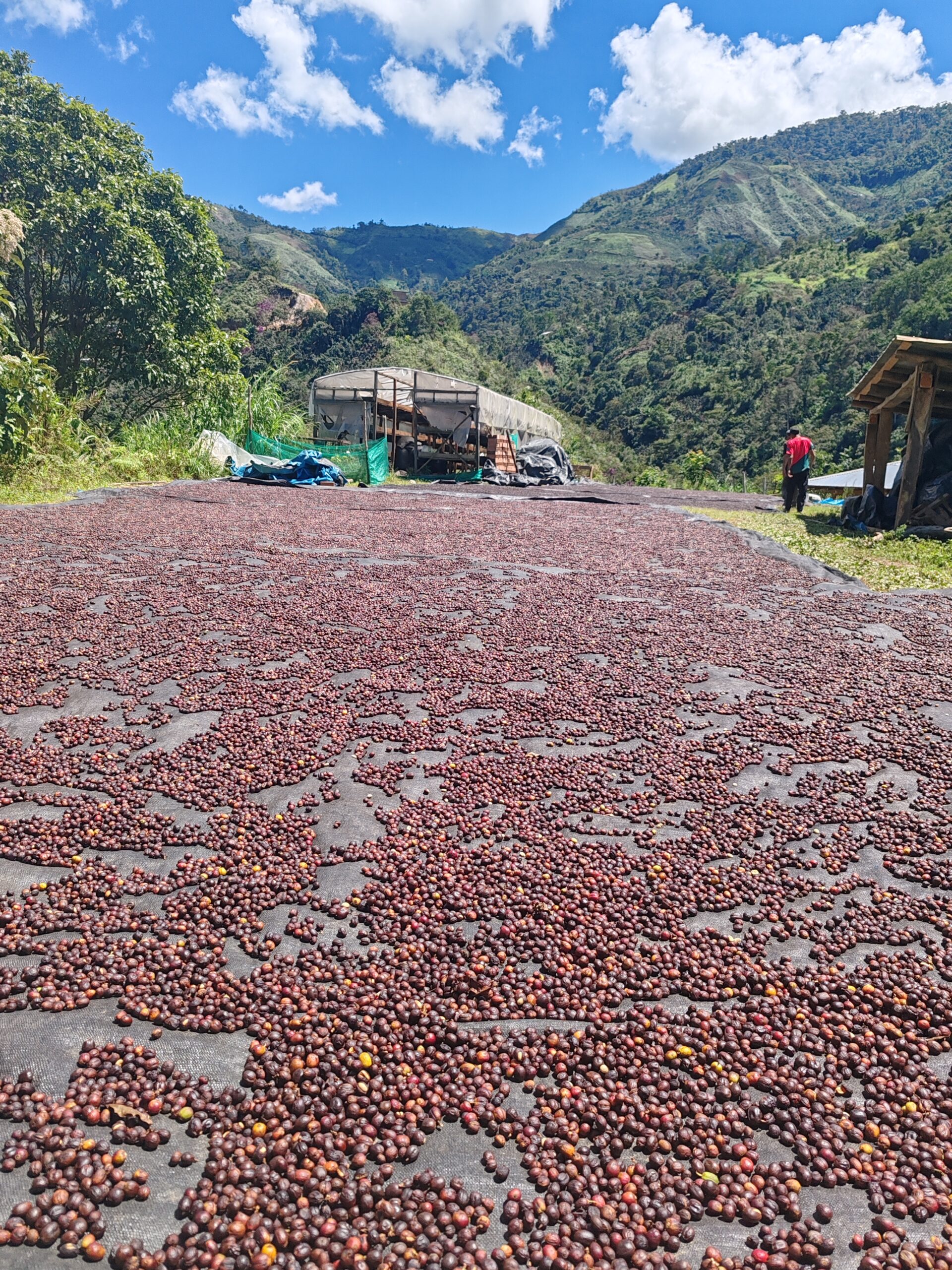 Cedros%20Café